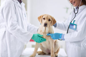 Cannabis medicinal veterinária: segurança e efeitos adversos em pets 