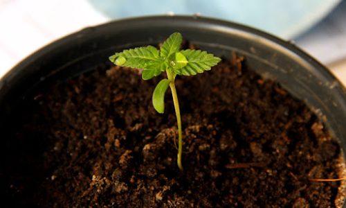 cannabis-growing.jpg