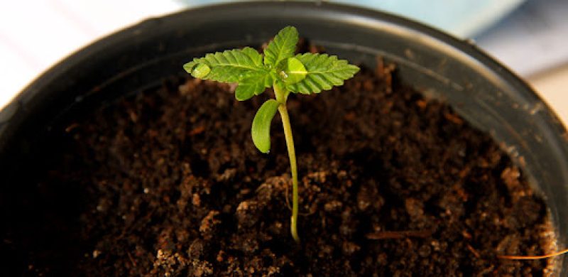 cannabis-growing.jpg