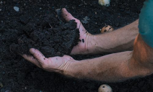 cannabis-soil.jpg