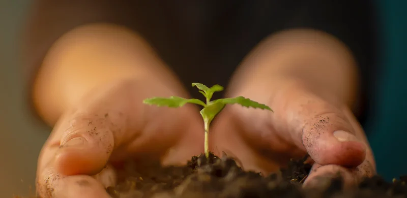os-beneficios-do-plantio-da-cannabis-para-o-solo.webp